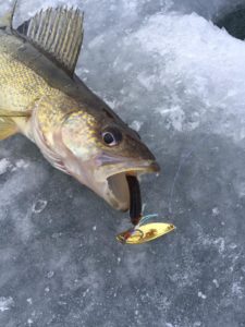 Ice on the Walleye