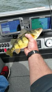 Leech Lake Perch Fishing