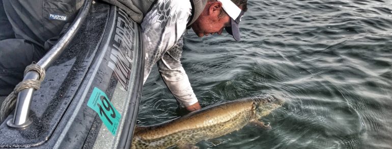 Getting HOOKED on Muskie Fishing by Toby Kvalevog, Co-Owner of LOA